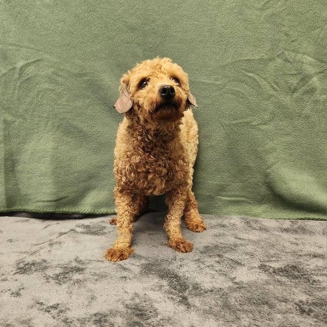 Enlarge Toto, a ADOPTABLE Poodle in Benld, IL image 1/1