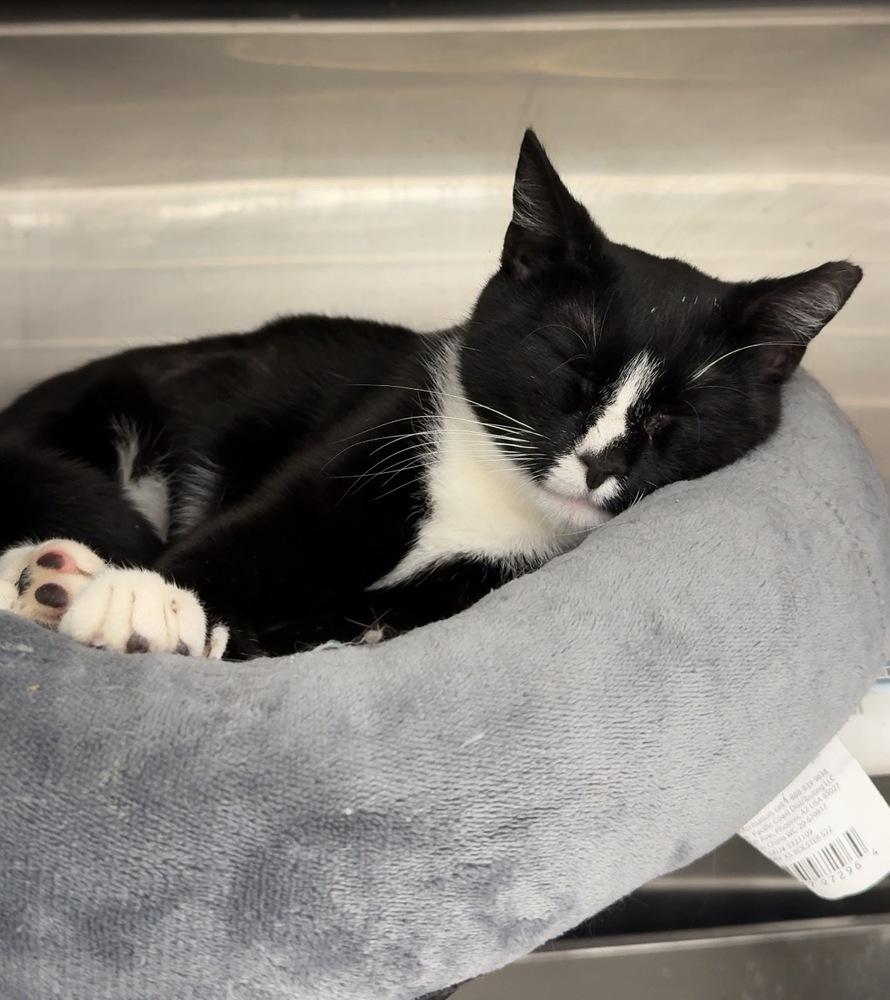 Enlarge Clover, a Adoptable Domestic Short Hair in Pittstown, NJ image 1/5