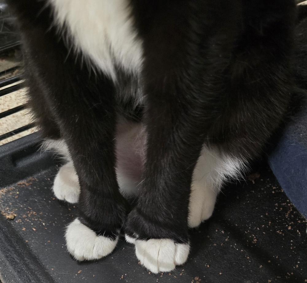 Enlarge Clover, a Adoptable Domestic Short Hair in Pittstown, NJ image 2/5