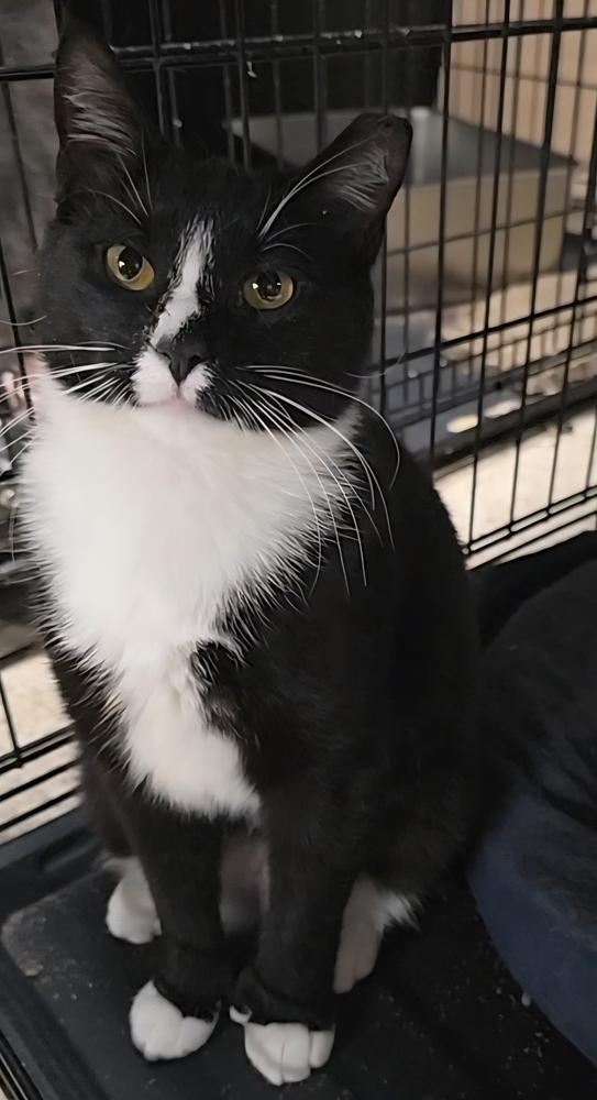 Enlarge Clover, a Adoptable Domestic Short Hair in Pittstown, NJ image 3/5