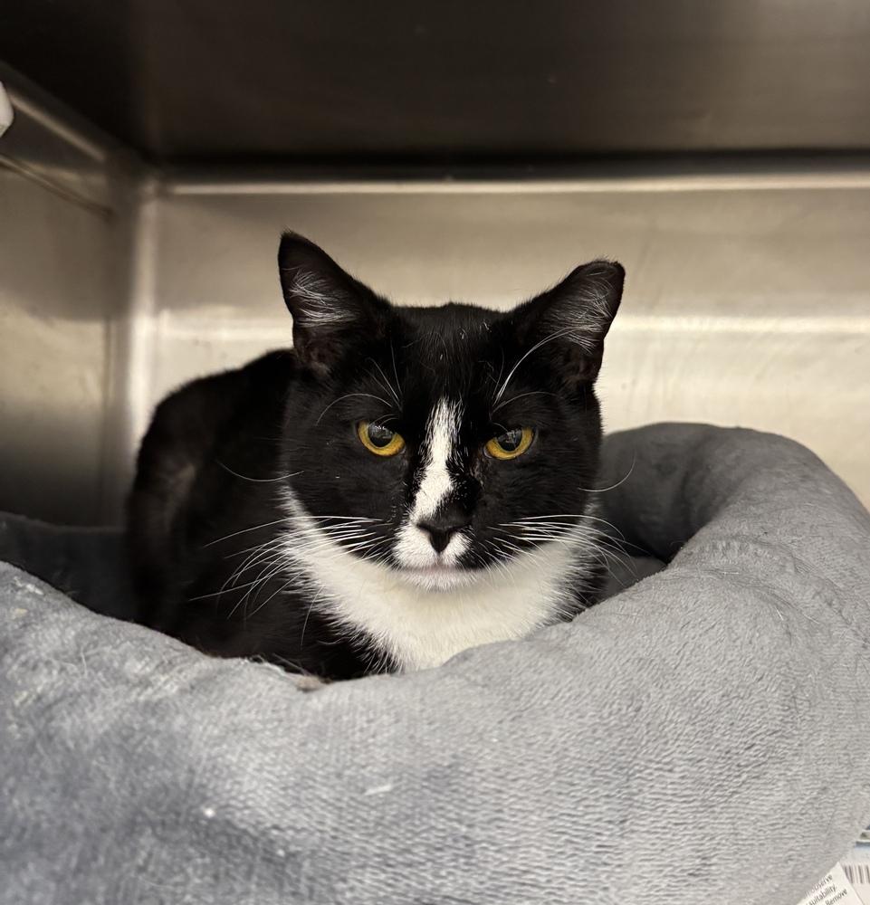 Enlarge Clover, a Adoptable Domestic Short Hair in Pittstown, NJ image 4/5