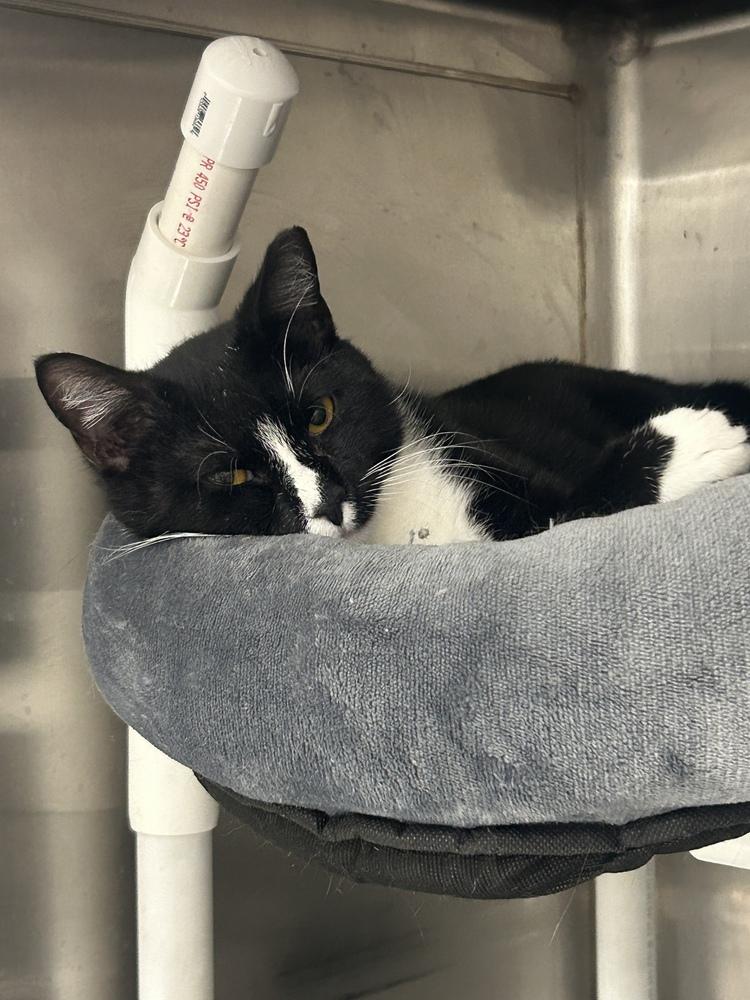 Enlarge Clover, a Adoptable Domestic Short Hair in Pittstown, NJ image 5/5