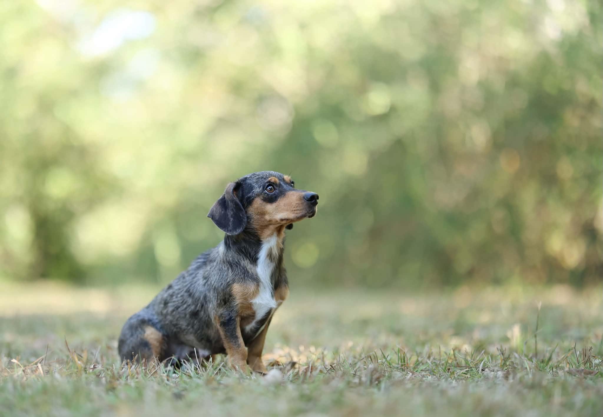 Enlarge Hazel, a Adoptable Miniature Dachshund in Albany, NY image 3/4