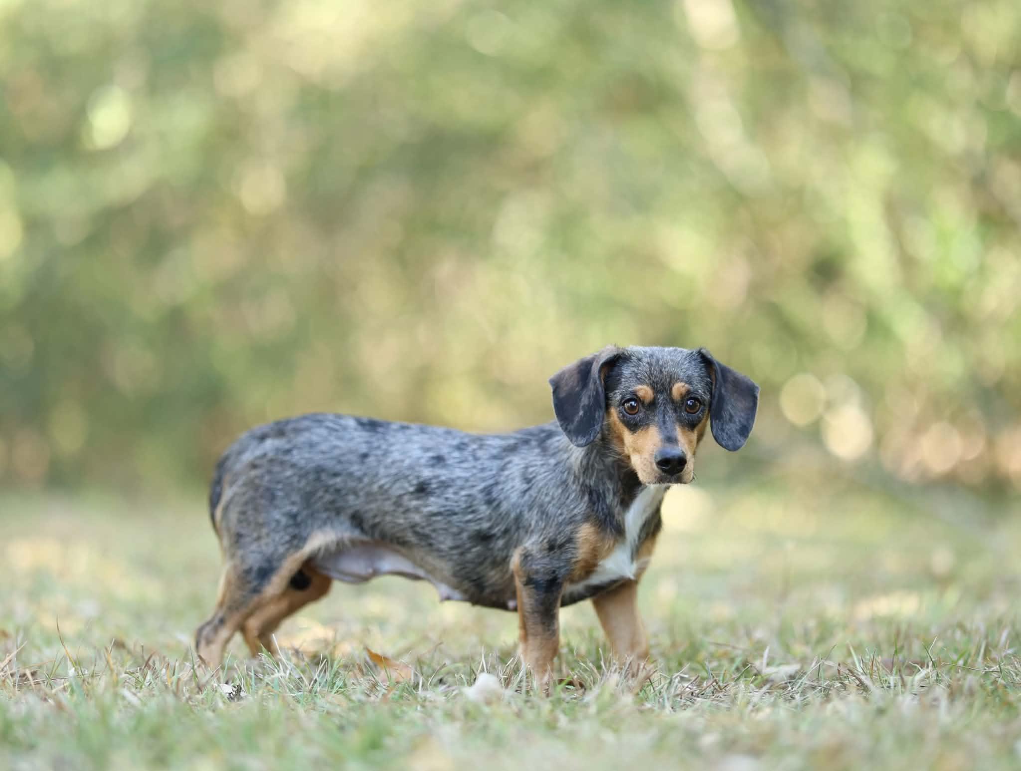 Enlarge Hazel, a Adoptable Miniature Dachshund in Albany, NY image 4/4