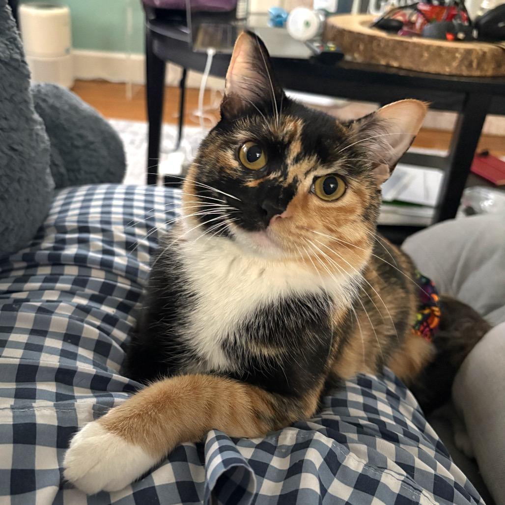 Sabrina, Adoptable, Young Female Domestic Short Hair.