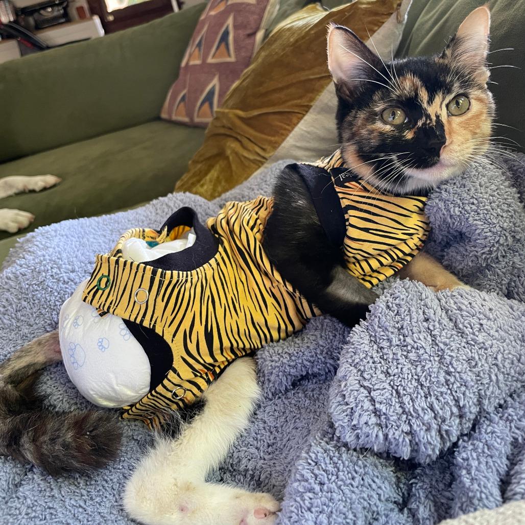 Sabrina, Adoptable, Young Female Domestic Short Hair.