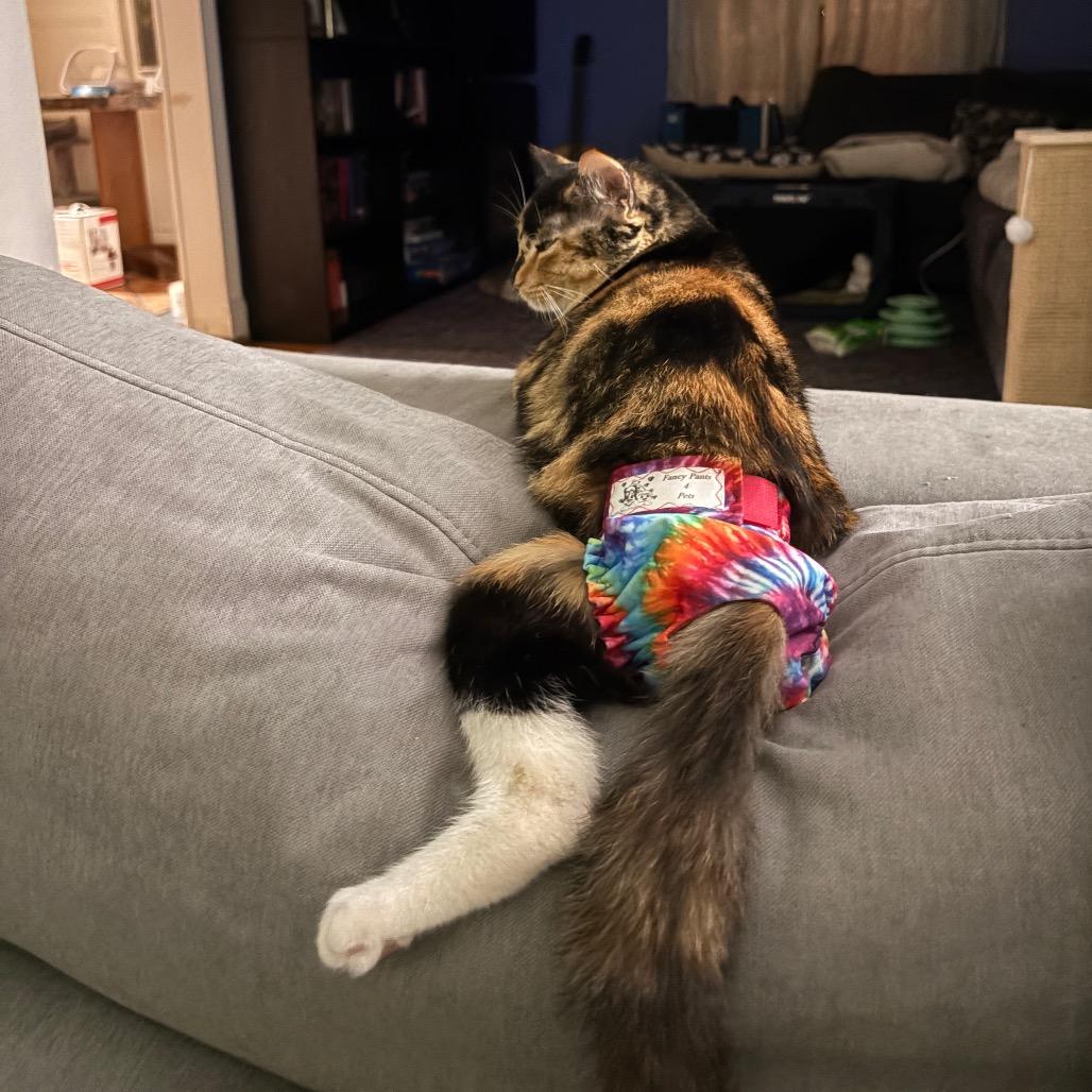 Sabrina, a Adoptable Domestic Short Hair in Costa Mesa, CA image 3/6