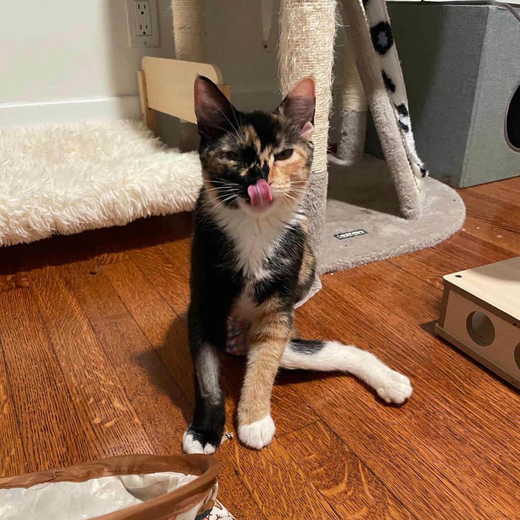 Enlarge Sabrina, a Adoptable Domestic Short Hair in Costa Mesa, CA image 2/5