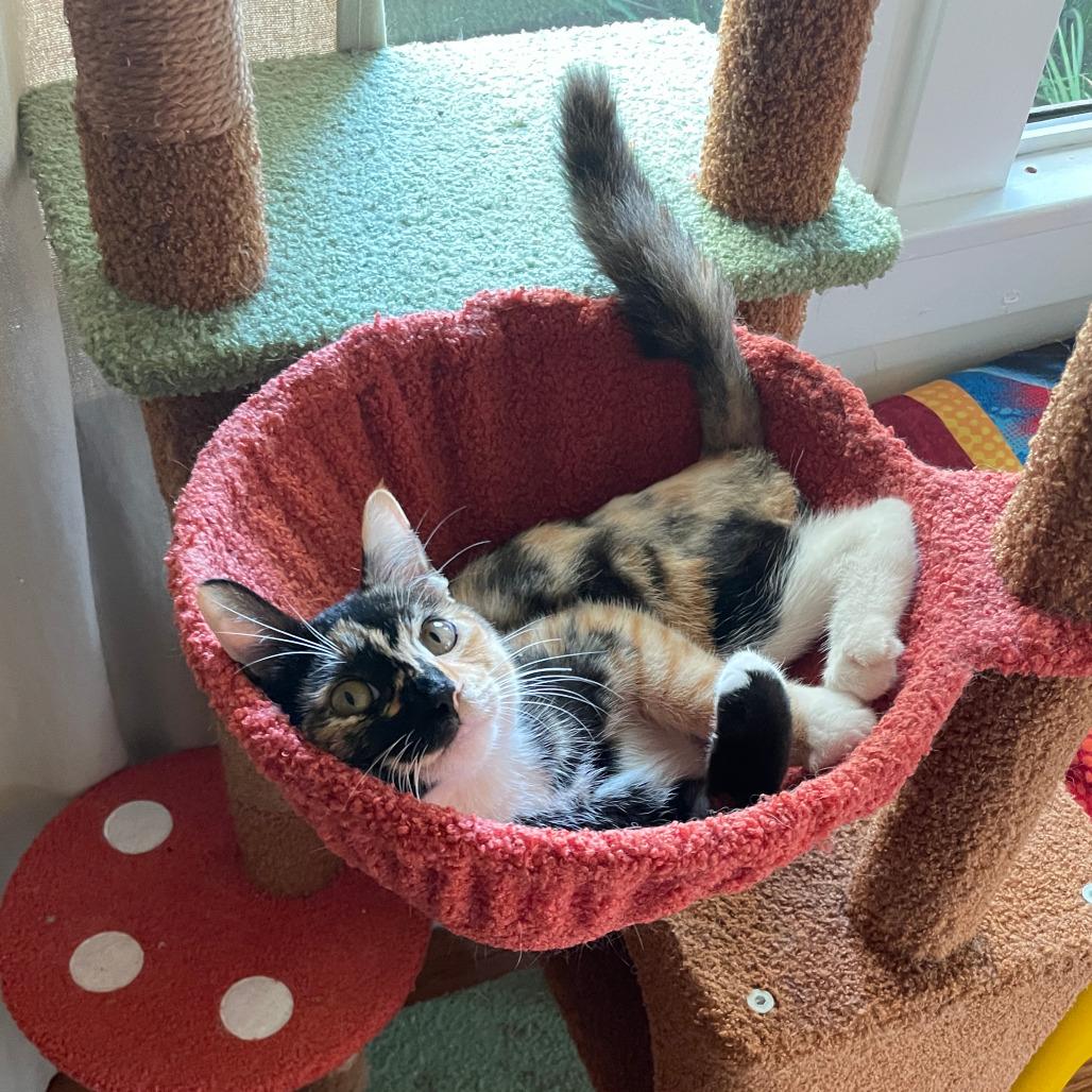 Enlarge Sabrina, a Adoptable Domestic Short Hair in Costa Mesa, CA image 3/5