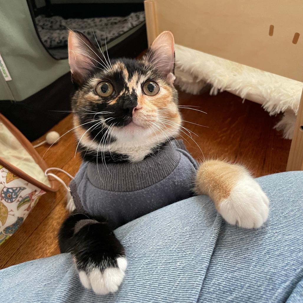 Enlarge Sabrina, a Adoptable Domestic Short Hair in Costa Mesa, CA image 4/5