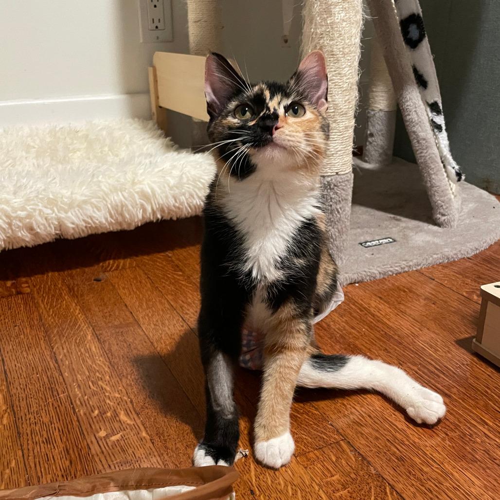 Enlarge Sabrina, a Adoptable Domestic Short Hair in Costa Mesa, CA image 5/5