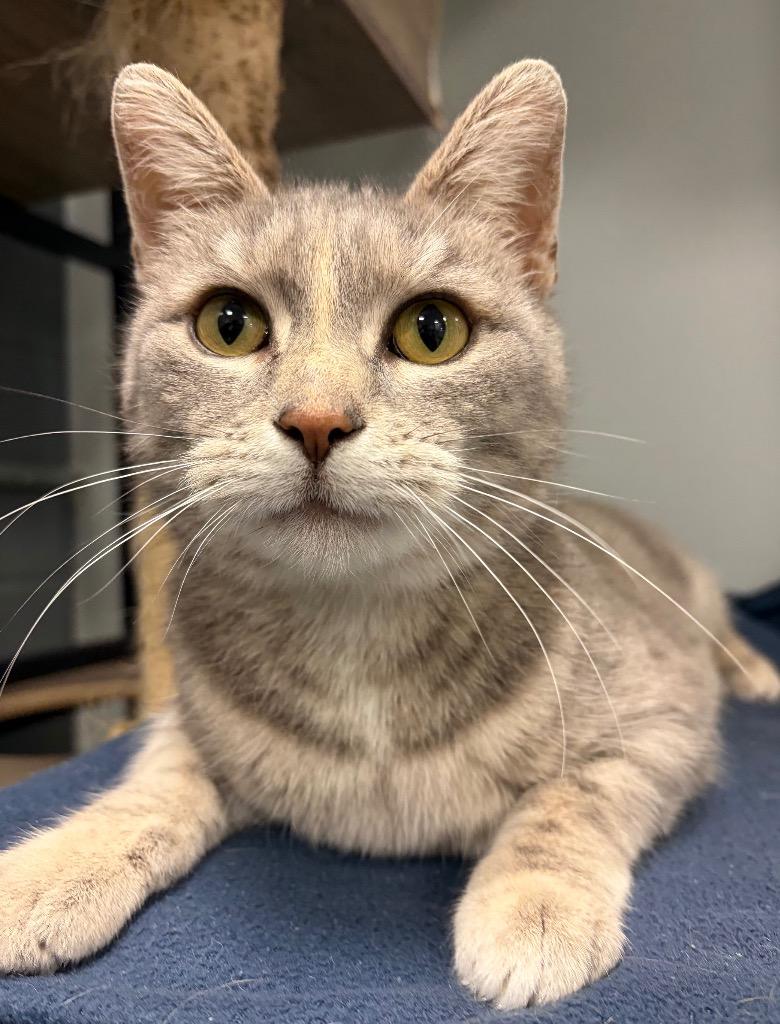 Callie, Adoptable, Adult Female Domestic Short Hair.