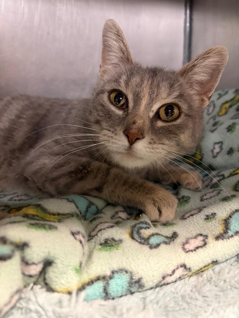 Callie, a Adoptable mixed breed in Huntington, IN image 4/4