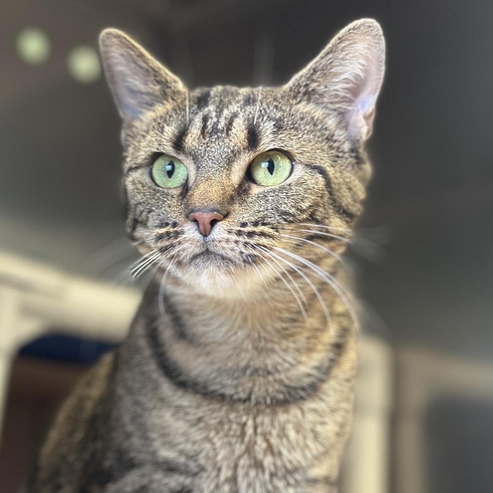 Epiphone, a Adoptable mixed breed in Columbus, OH image 2/3
