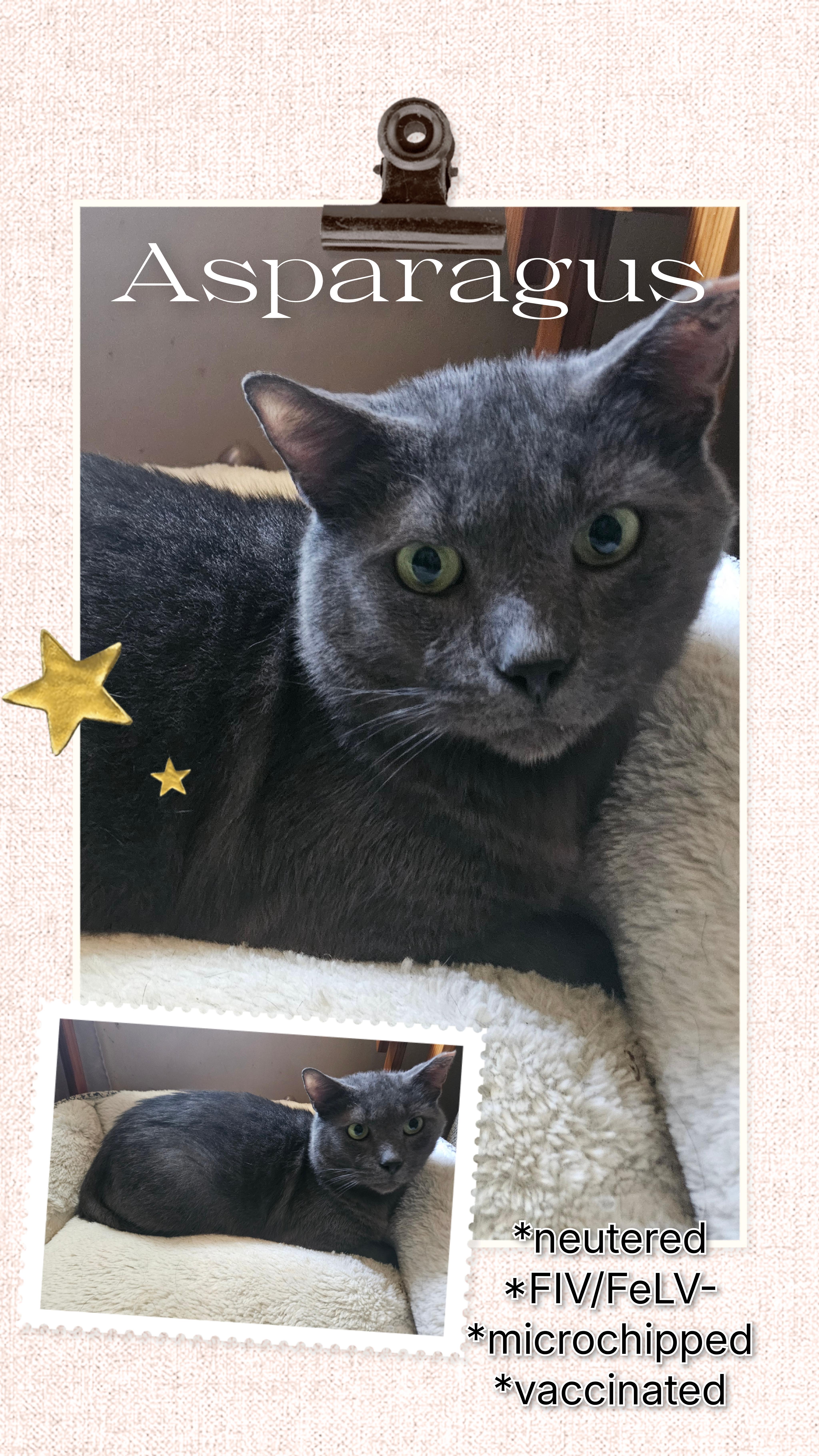 Enlarge Asparagus, a Adoptable Domestic Short Hair in Glen Burnie, MD image 1/1