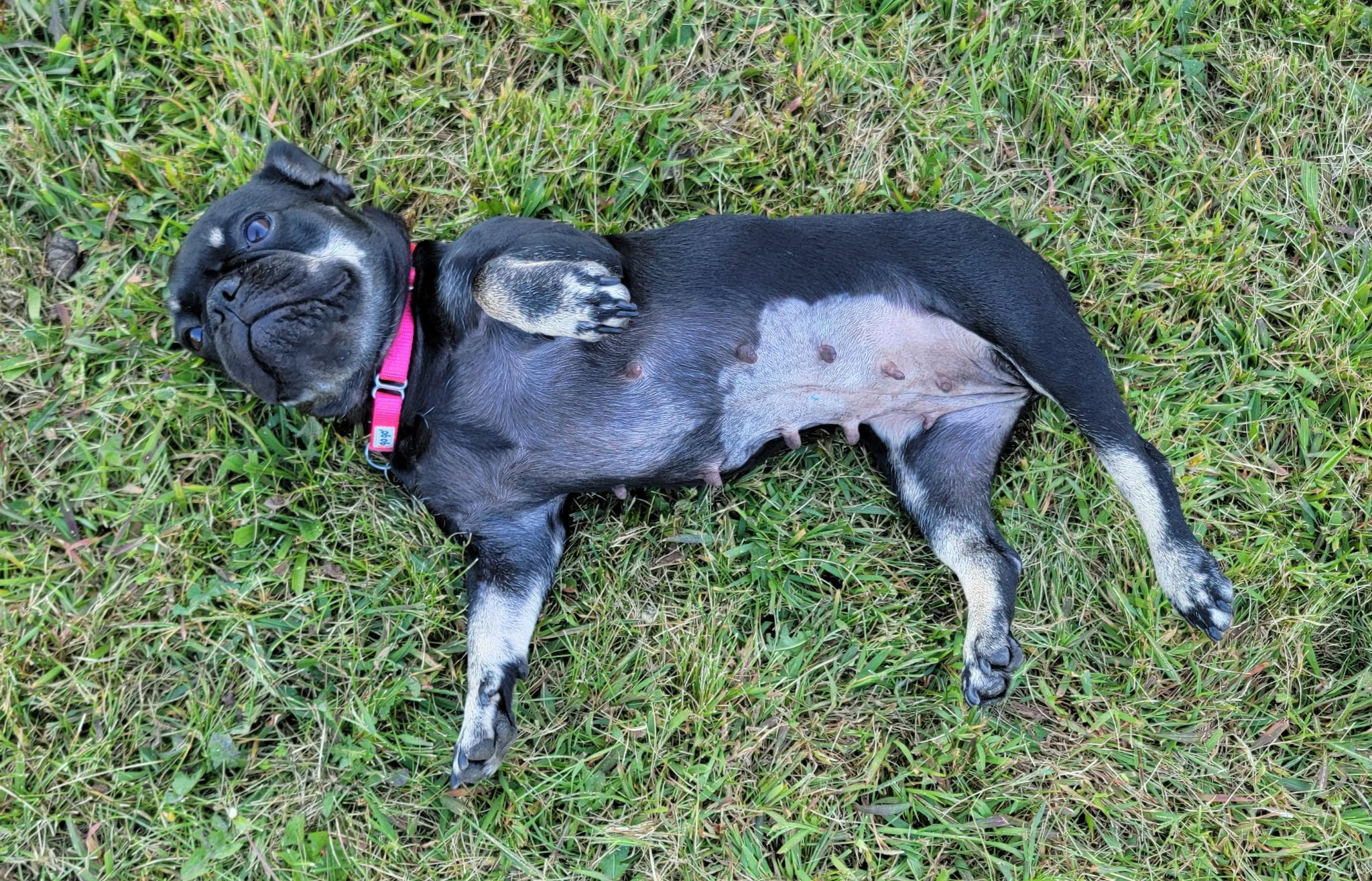 Betty Lavender, Adoptable, Adult Female French Bulldog.