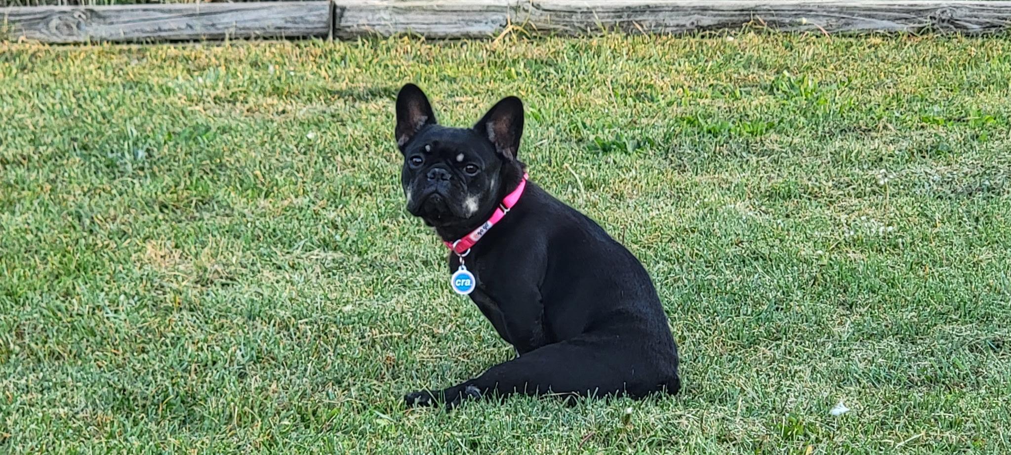 Enlarge Betty Lavender, a Adoptable French Bulldog in Chicago, IL image 2/4