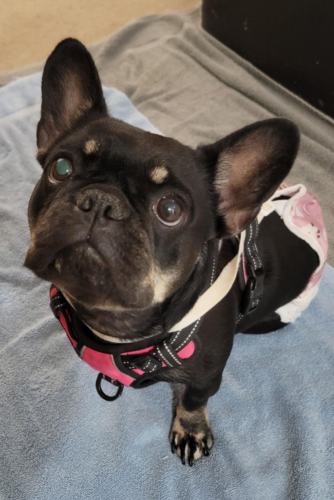Enlarge Betty Lavender, a Adoptable French Bulldog in Chicago, IL image 3/4