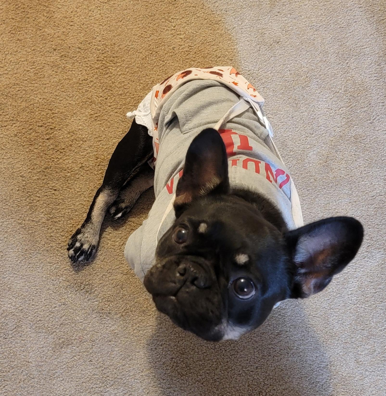 Enlarge Betty Lavender, a Adoptable French Bulldog in Chicago, IL image 4/4