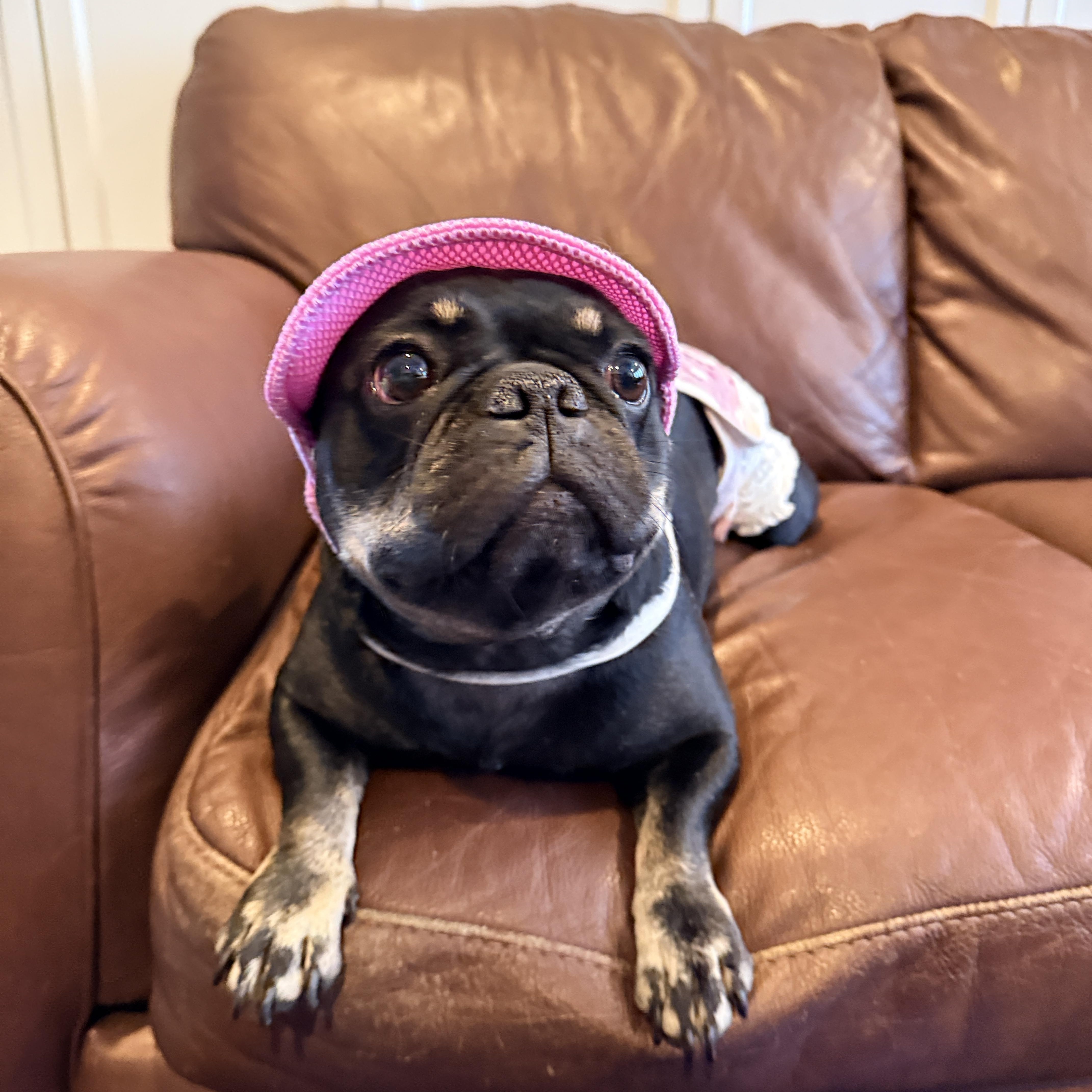 Betty Lavender, Adoptable, Adult Female French Bulldog.