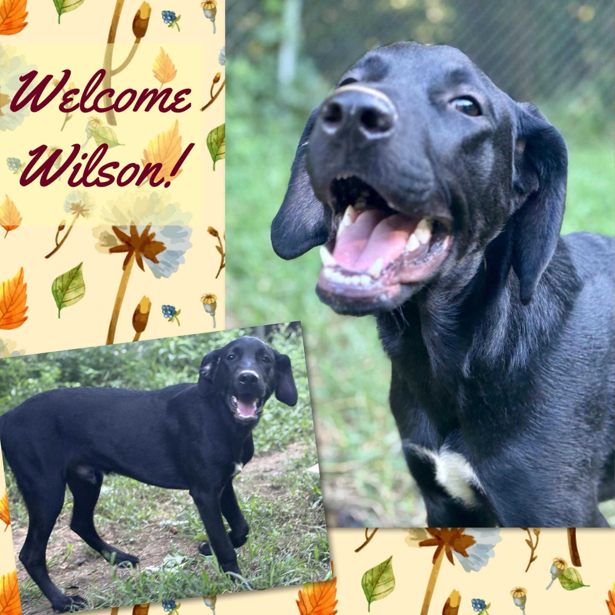 Wilson