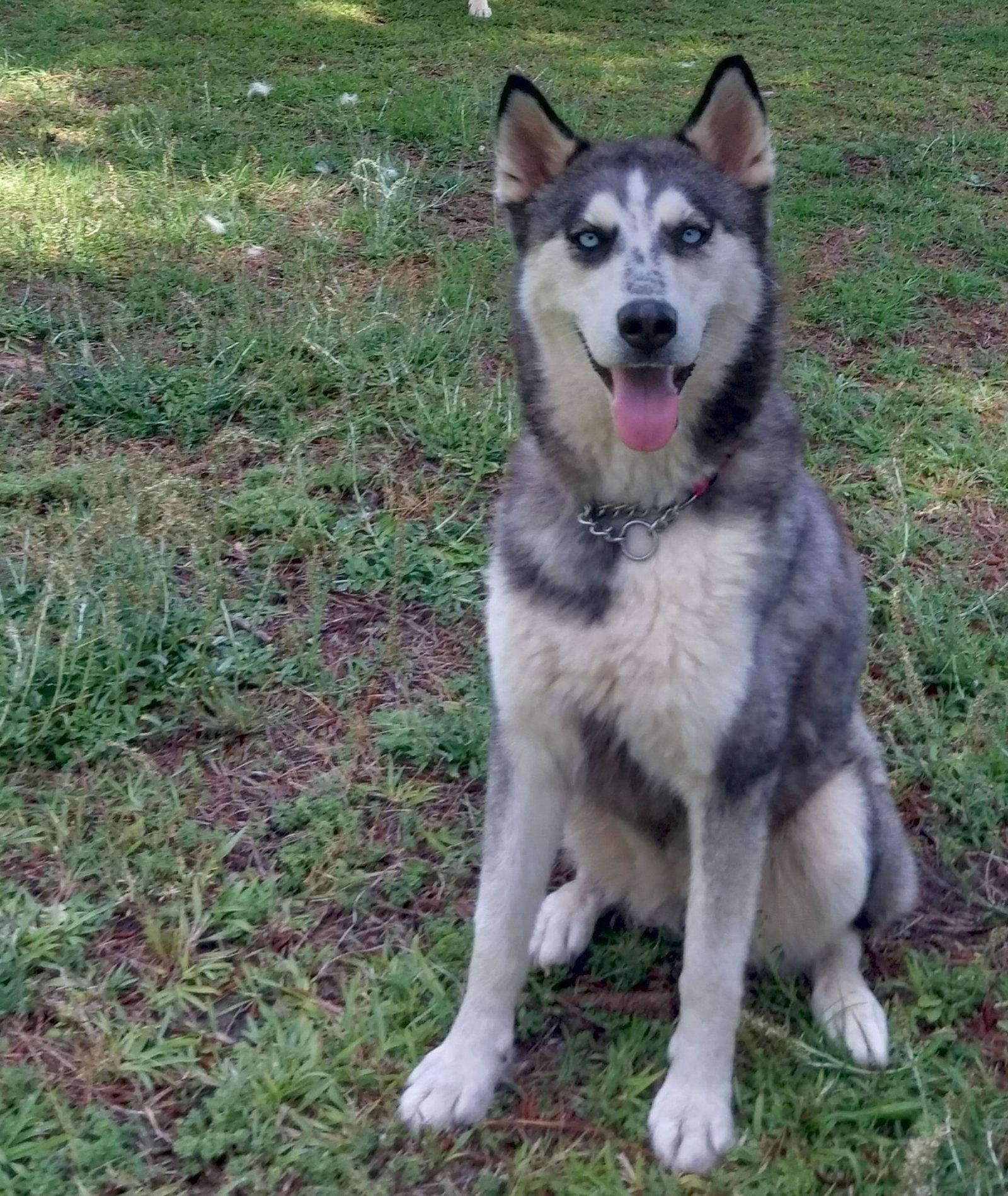 Wilma, a Adoptable Siberian Husky in Cumming, GA image 1/3