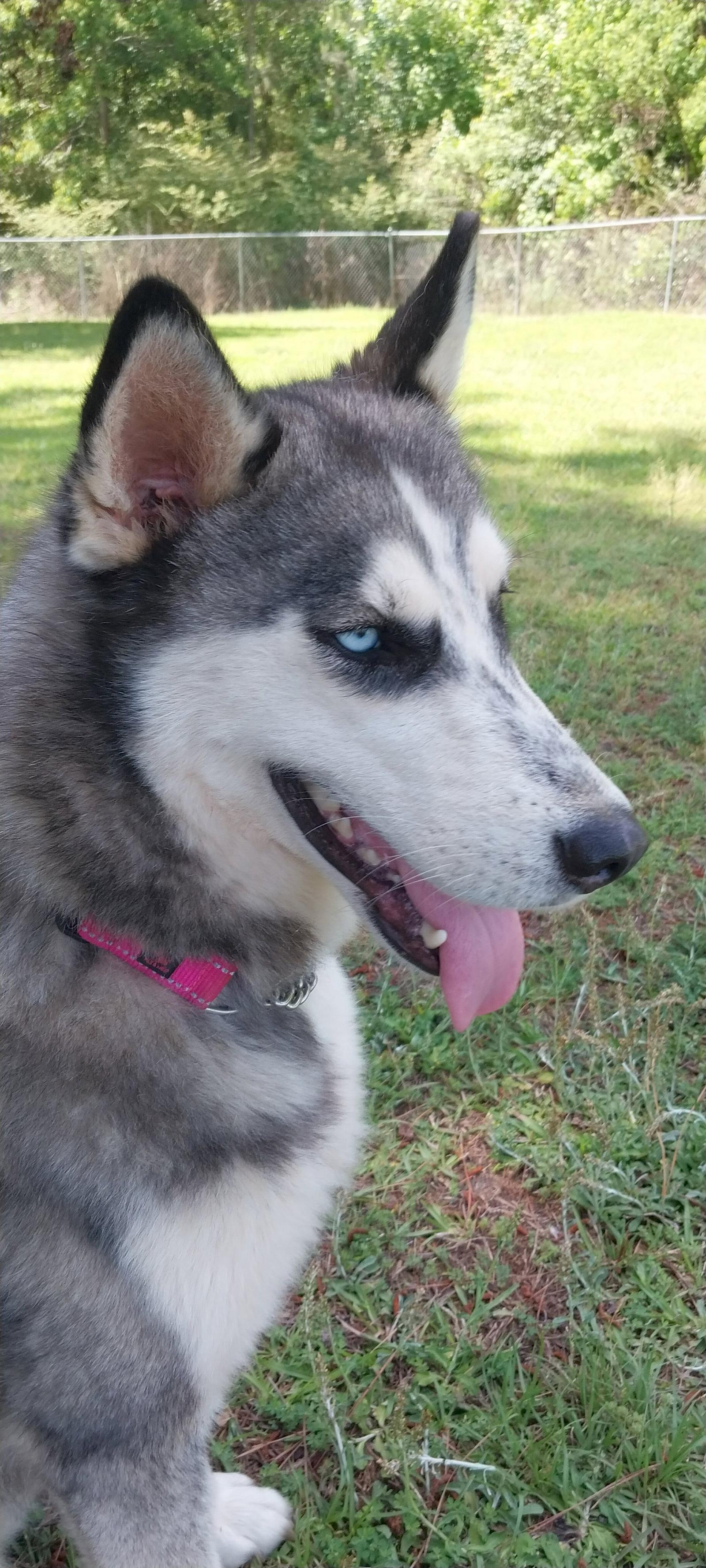 Wilma, a Adoptable Siberian Husky in Cumming, GA image 2/3