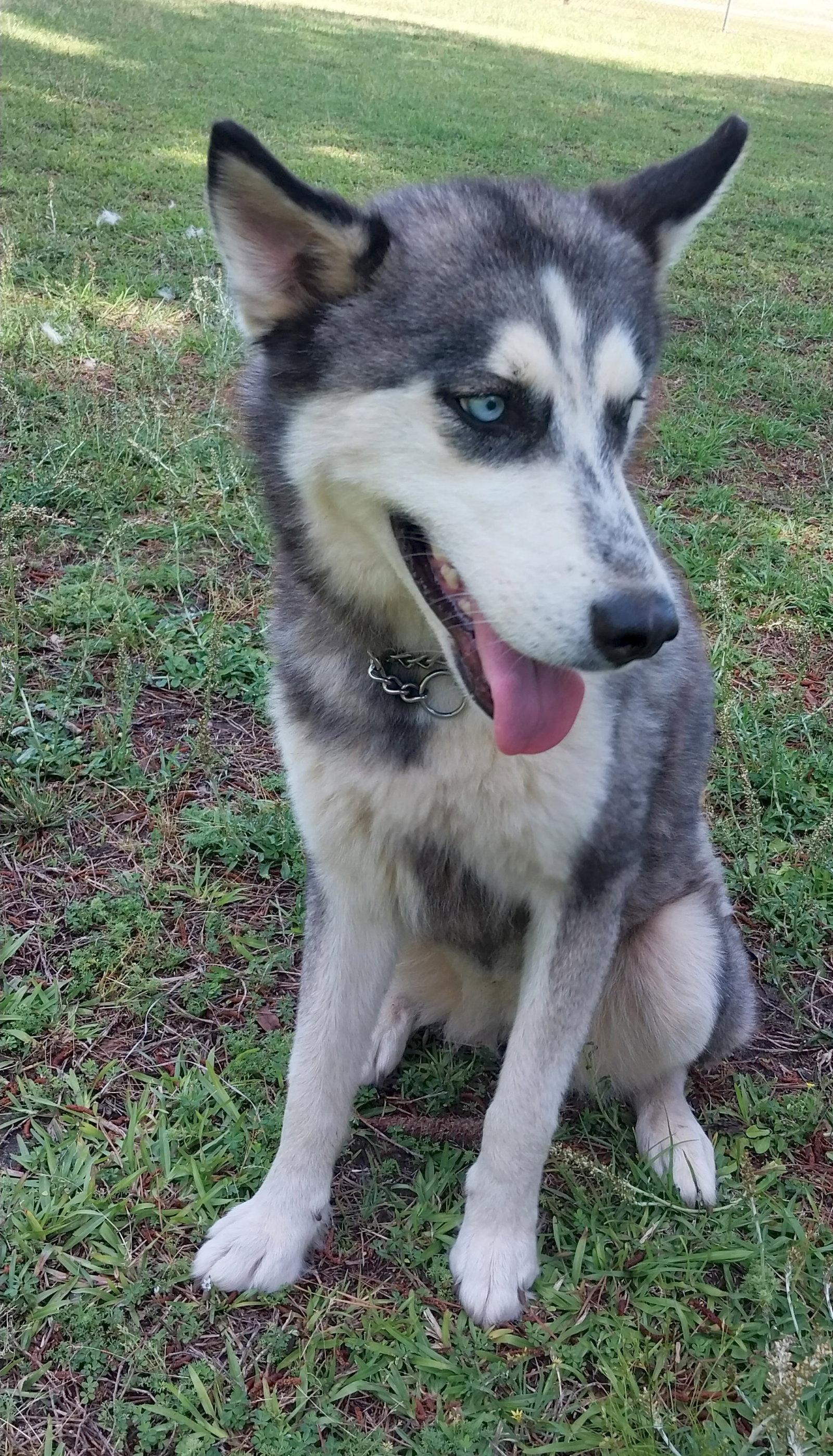Wilma, a Adoptable Siberian Husky in Cumming, GA image 3/3