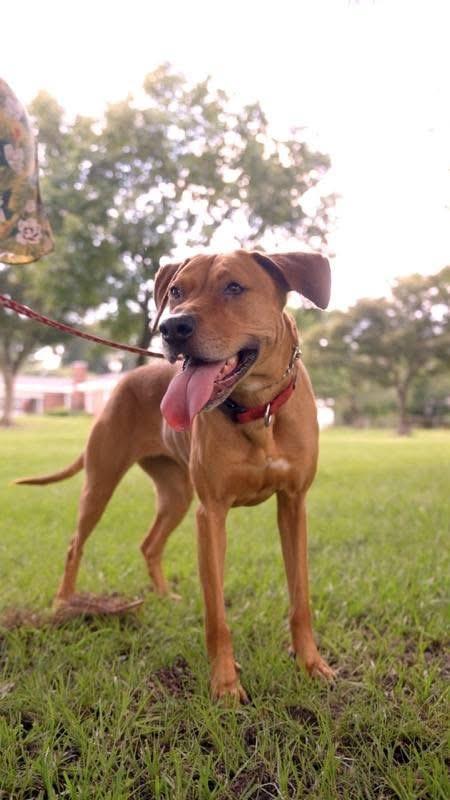 Enlarge Elizabeth (nka Ava), a Adoptable mixed breed in Savannah, GA image 2/4