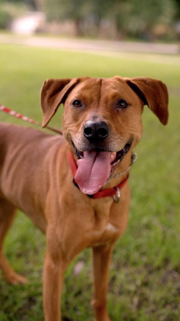 Elizabeth (nka Ava), a Adoptable mixed breed in Savannah, GA image 2/4