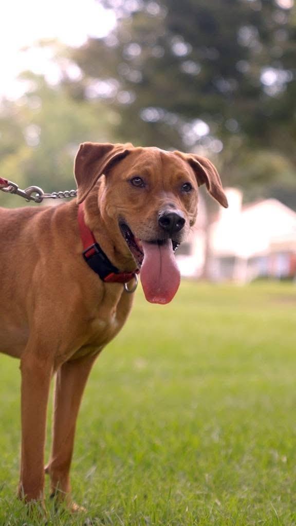 Elizabeth (nka Ava), a Adoptable mixed breed in Savannah, GA image 3/4