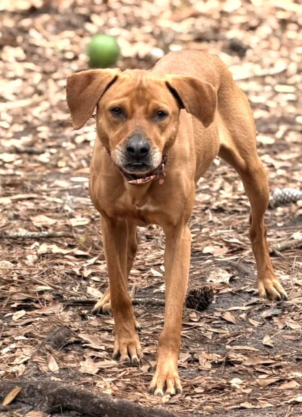 Enlarge Elizabeth (nka Ava), a Adoptable mixed breed in Savannah, GA image 1/6