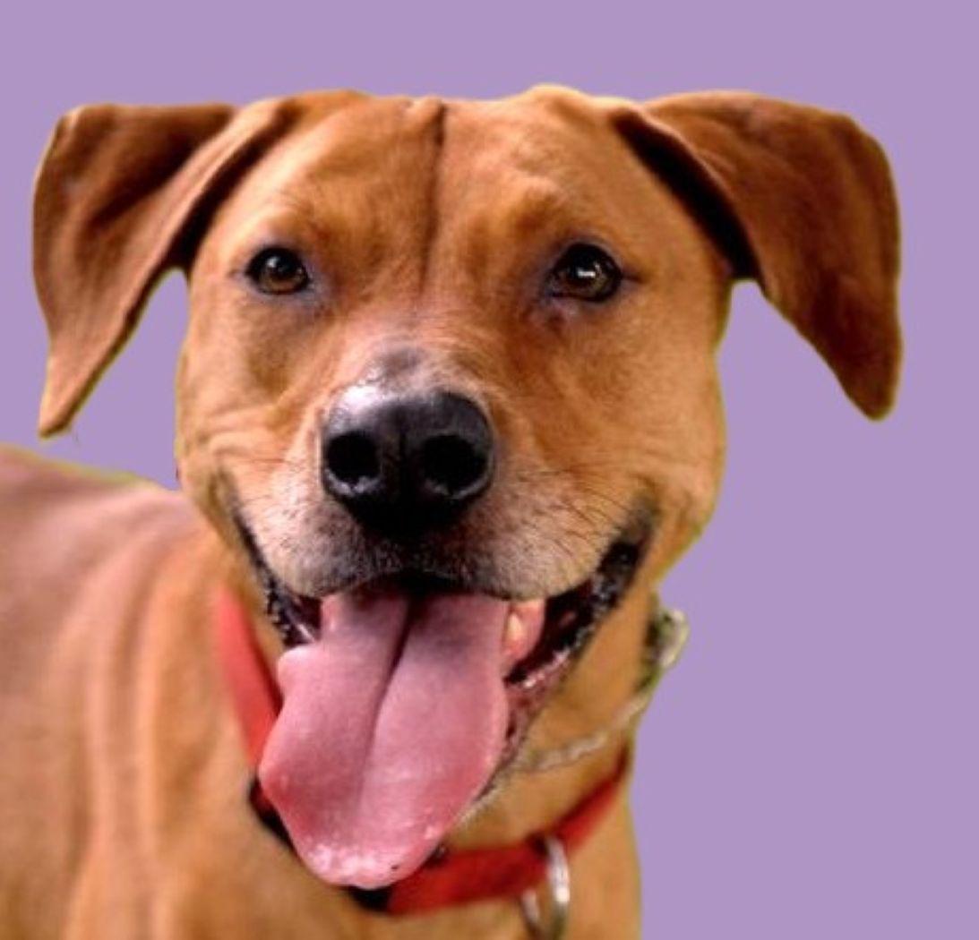 Enlarge Elizabeth (nka Ava), a Adoptable mixed breed in Savannah, GA image 4/4