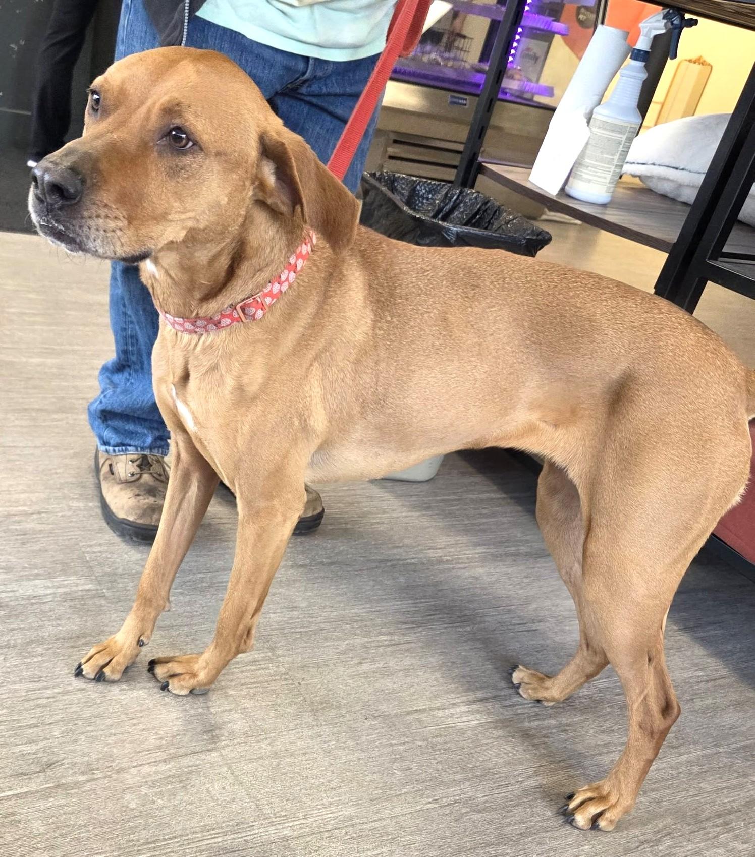 Enlarge Elizabeth (nka Ava), a Adoptable mixed breed in Savannah, GA image 2/5