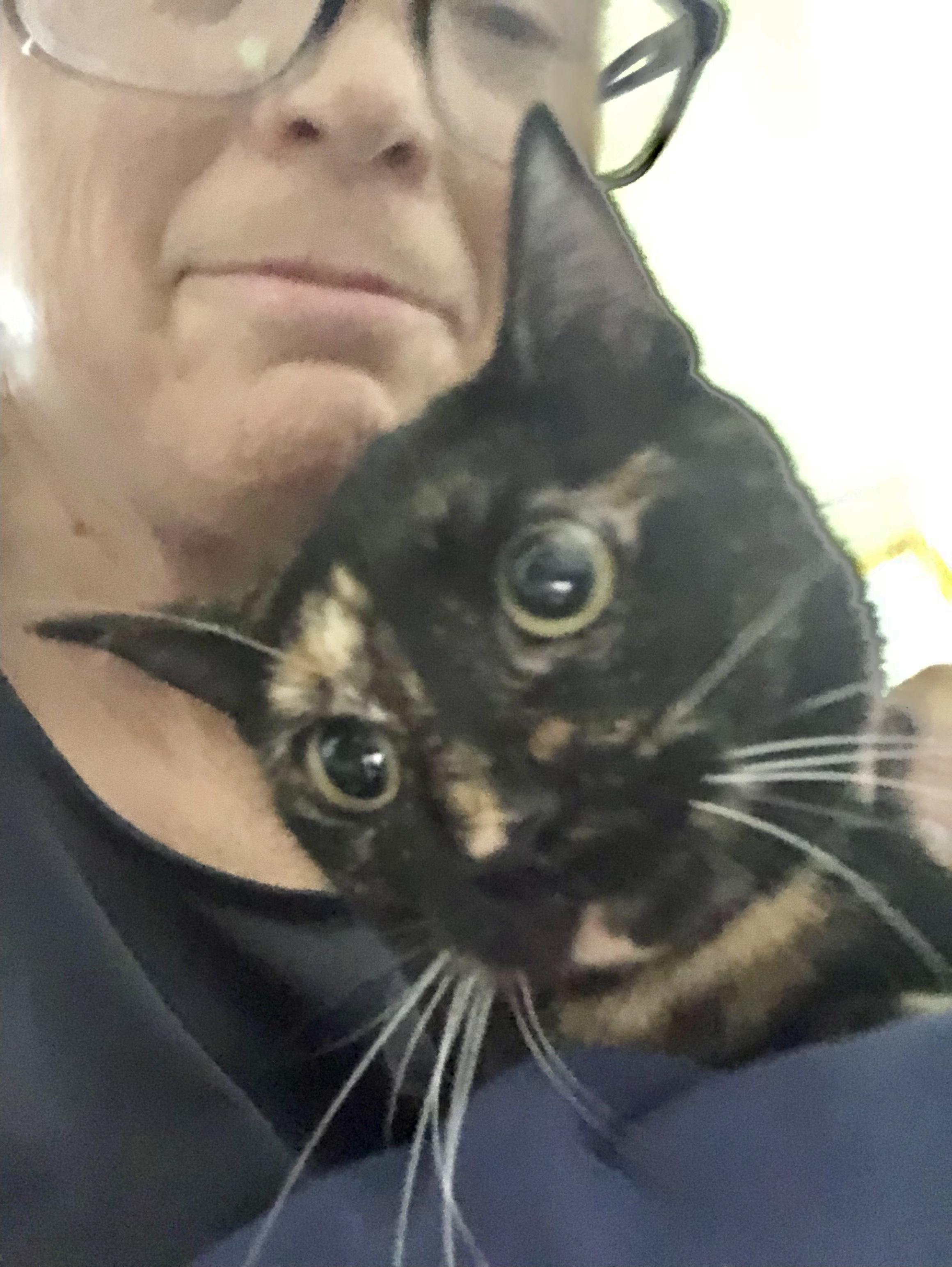 Hazel (loves kisses) young kitty