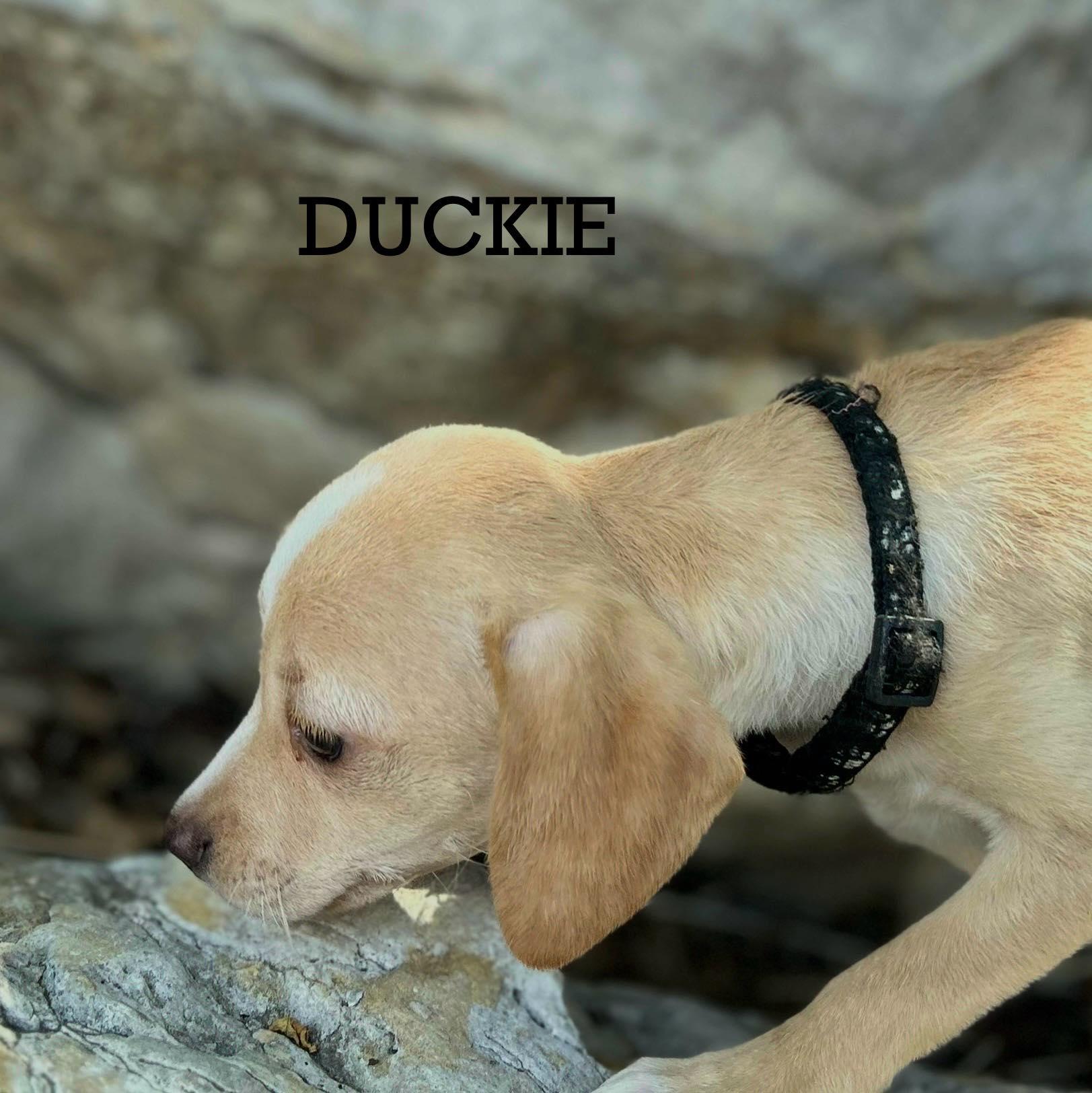 Duckie