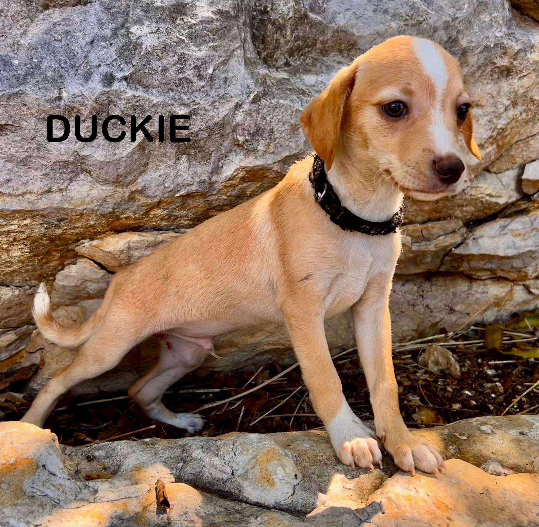 Duckie