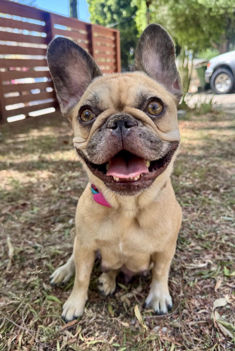 London, Adoptable, Adult Female French Bulldog.
