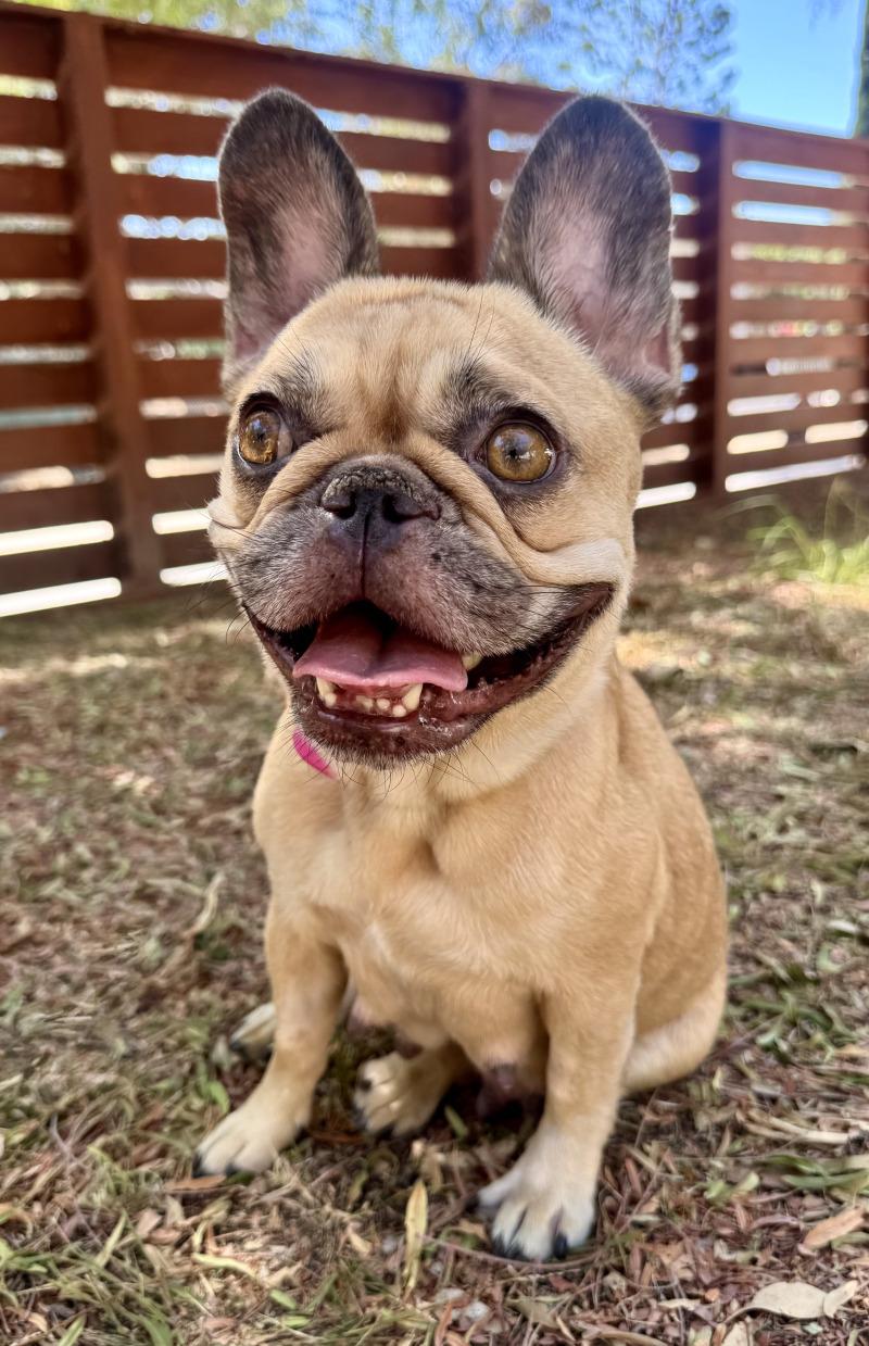 Enlarge London, a Adoptable French Bulldog in Valley Village, CA image 2/6