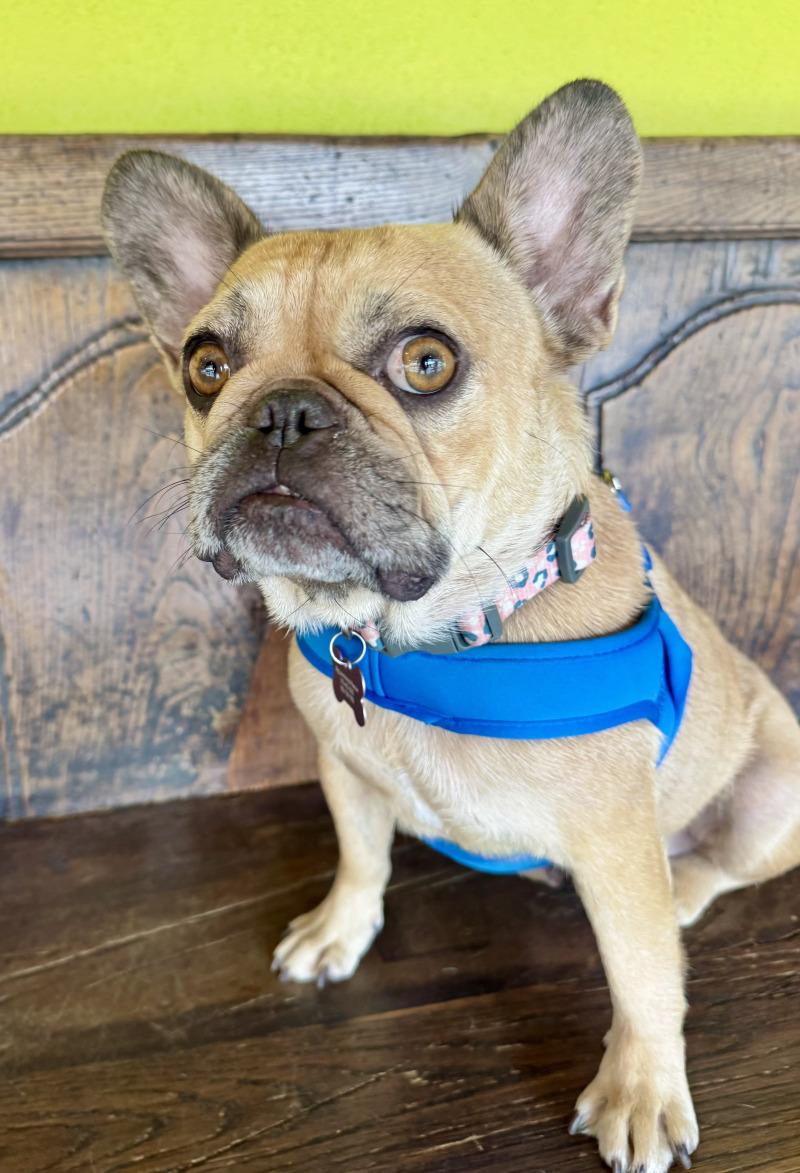 Enlarge London, a Adoptable French Bulldog in Valley Village, CA image 3/6