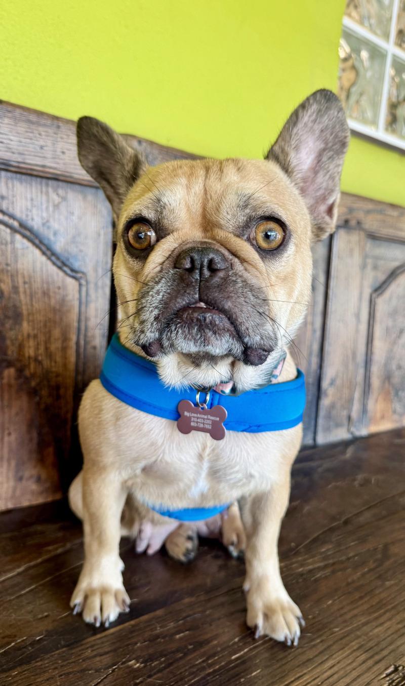 Enlarge London, a Adoptable French Bulldog in Valley Village, CA image 4/6