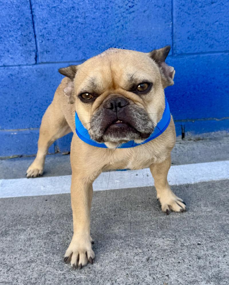 Enlarge London, a Adoptable French Bulldog in Valley Village, CA image 5/6