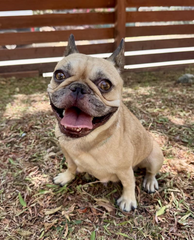 Enlarge London, a Adoptable French Bulldog in Valley Village, CA image 6/6