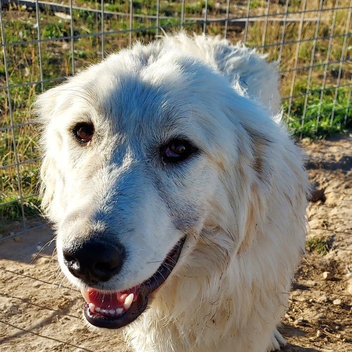 Domino, Adoptable, Puppy Male Great Pyrenees.