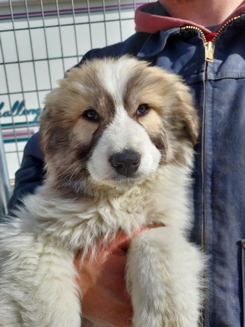 Enlarge Domino, a Adoptable Great Pyrenees in GUERNSEY, WY image 2/3