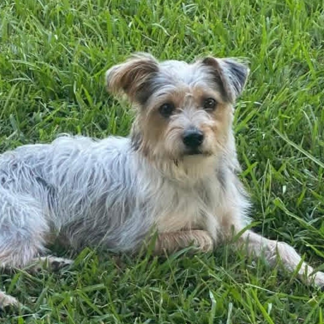 Stella, Adopted, Young Female Yorkshire Terrier.