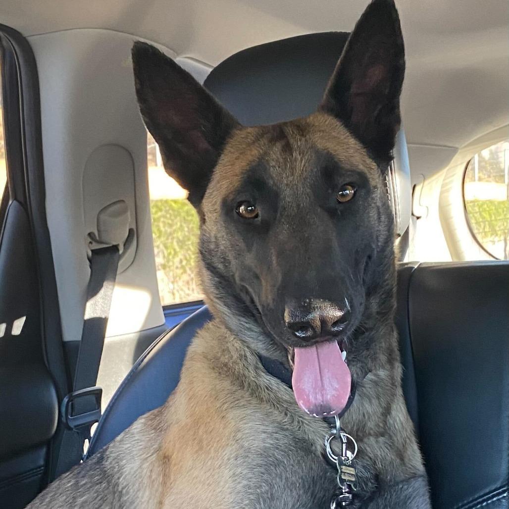 Paisley, Adoptable, Adult Female Belgian Shepherd / Malinois & Mixed Breed.