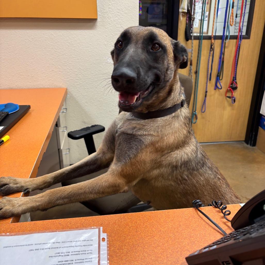 Enlarge Paisley, a Adoptable mixed breed in Riverside, CA image 1/6