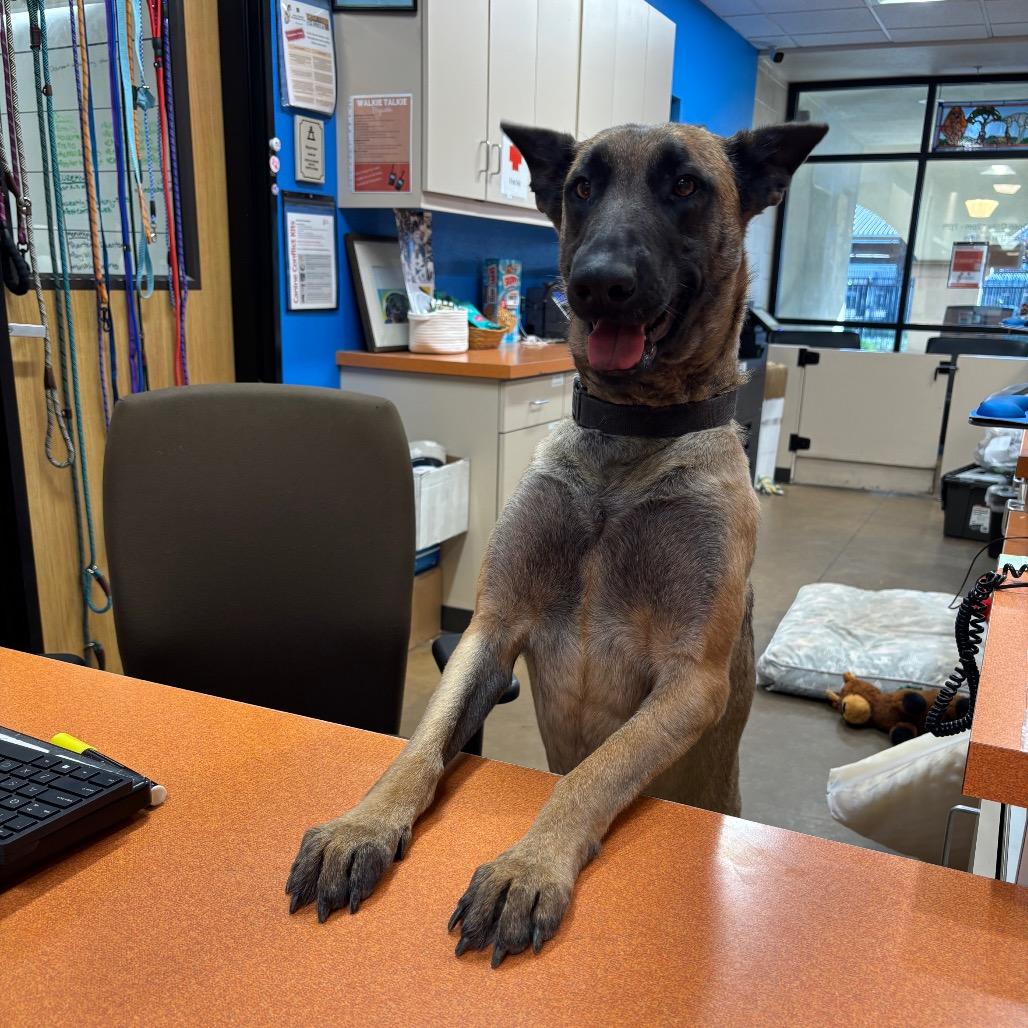 Enlarge Paisley, a Adoptable mixed breed in Riverside, CA image 2/6