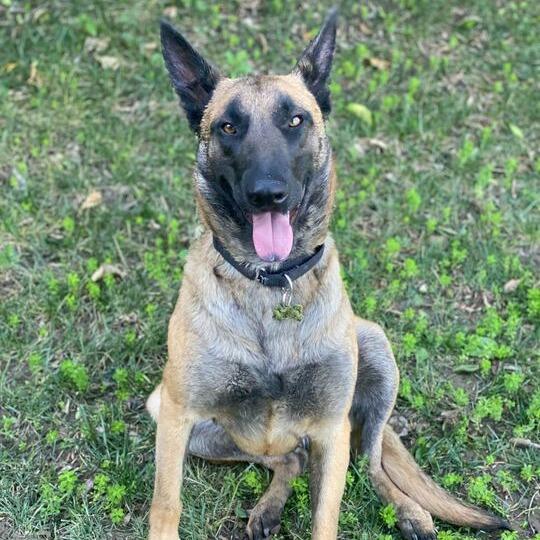 Paisley, Adoptable, Adult Female Belgian Shepherd / Malinois & Mixed Breed.
